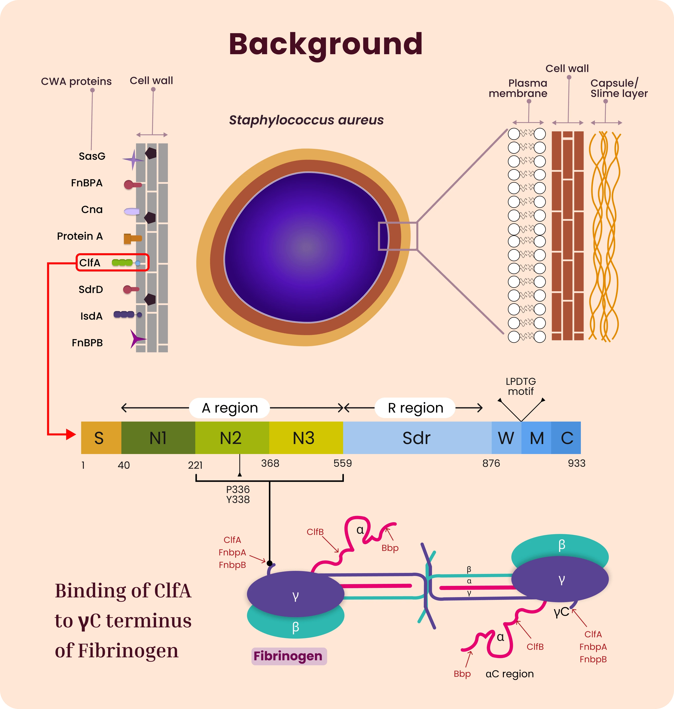 Staphylococcus aureus Structure